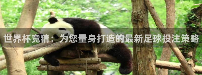 世界杯球赛：世界杯竞猜：为您量身打造的最新足球投注策略