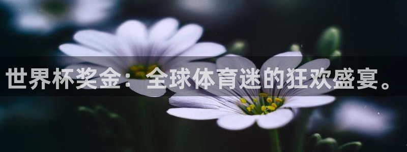 美国世界杯：世界杯奖金：全球体育迷的狂欢盛宴。